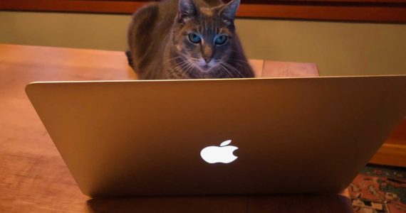 That irresistible business (or marriage) proposal might not really be from a Nigerian Prince or Ukrainian beauty, it might be from a ruthless gang of hacker cats.  Photo: Morf Morford