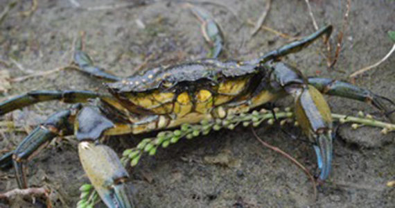 Green crab; Image courtesy Washington Sea Grant