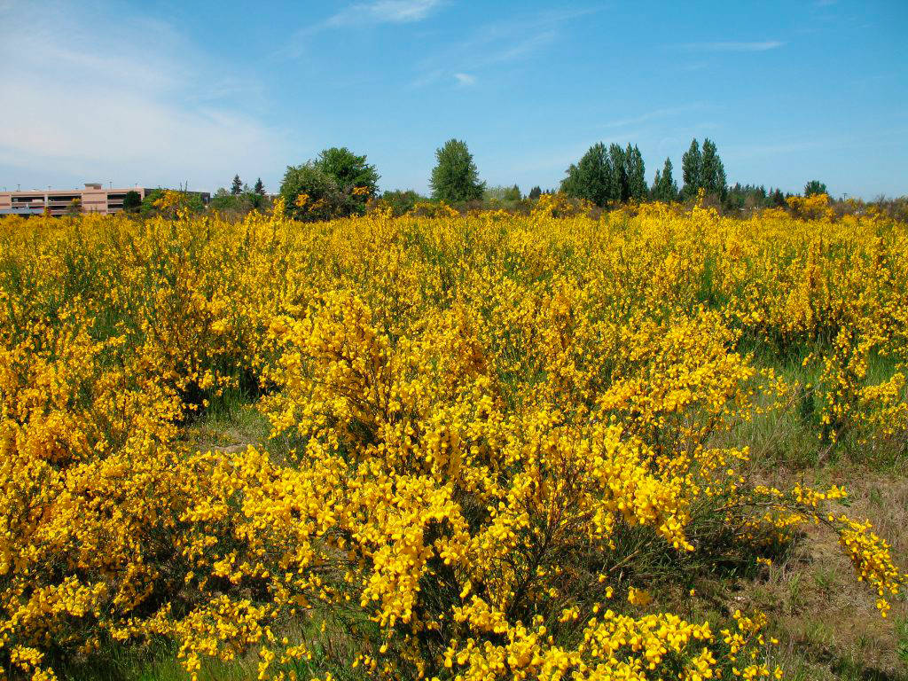 A field of Scotch broom, Image courtesy Washington State Noxious Weed Control Board