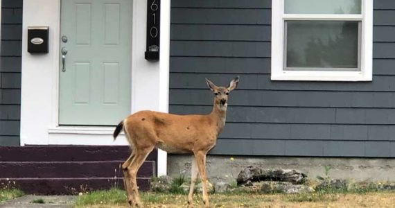 You may have noticed unexpected residents in your neighborhood. Photo by Morf Morford