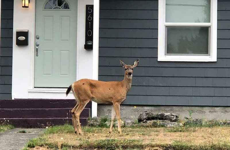 You may have noticed unexpected residents in your neighborhood. Photo by Morf Morford