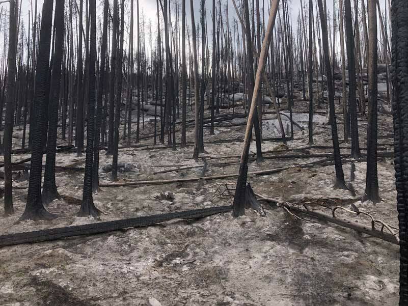 A few weeks ago a hike in eastern Washington took me through this stretch of burned out forest. The white on the ground is not frost. It is a several inch thick layer of compressed ash from a fire in August of 2021. (Photo by Morf Morford)