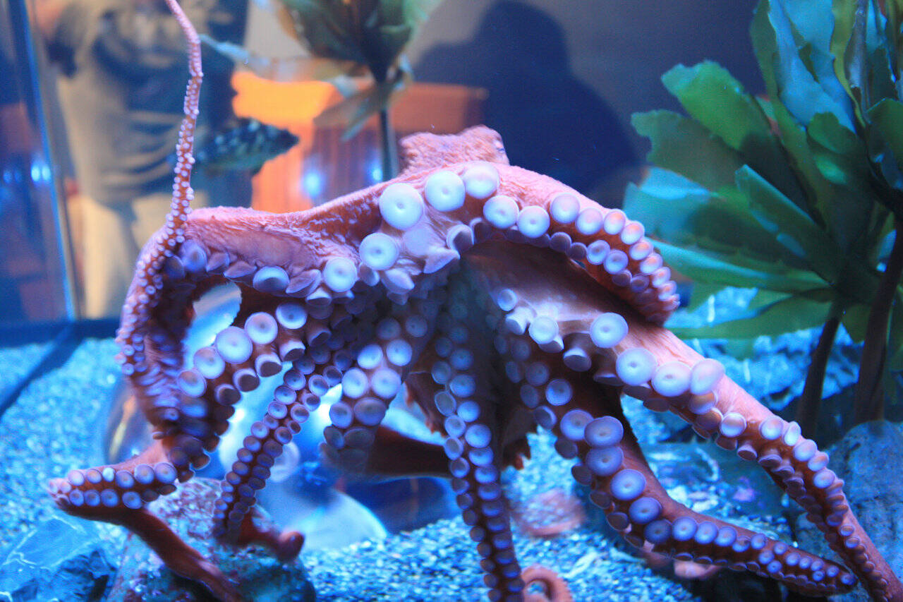 Tacoma’s unofficial mascot and icon is the octopus. (Wikipedia)