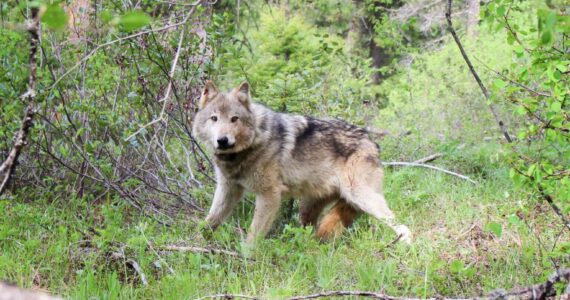 Washington Department of Fish and Wildlife
A gray wolf.