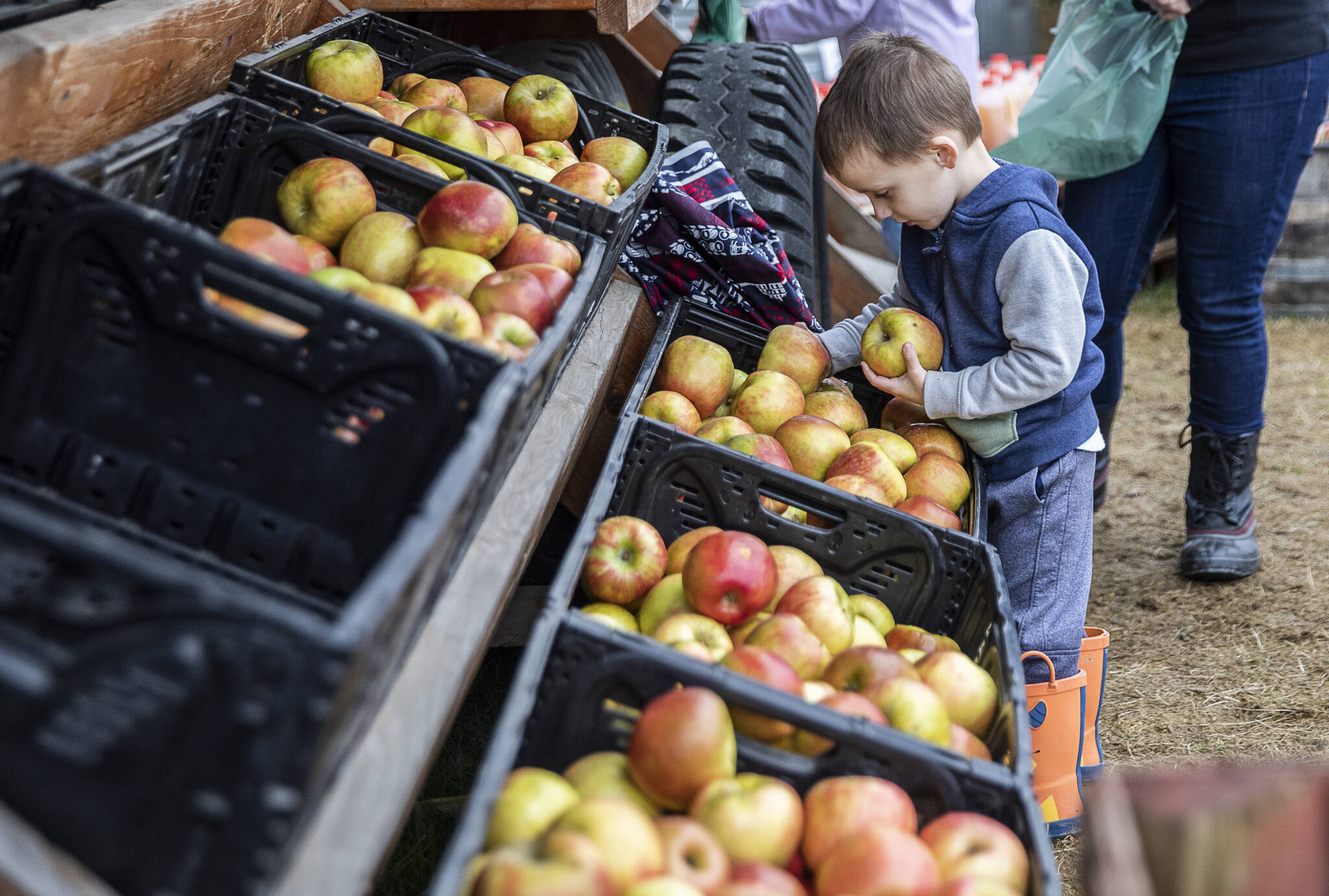 Sound Publishing File Photo
A boy picks out Honeycrisp apples for his family at Swans Trail Farms in Snohomish, Washington.