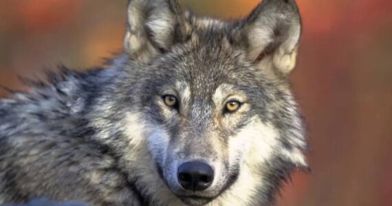 Gary Kramer/U.S. Fish and Wildlife Service
A gray wolf.