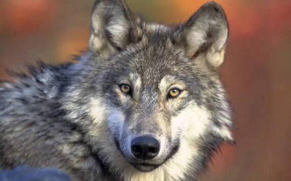 Gary Kramer/U.S. Fish and Wildlife Service
A gray wolf.