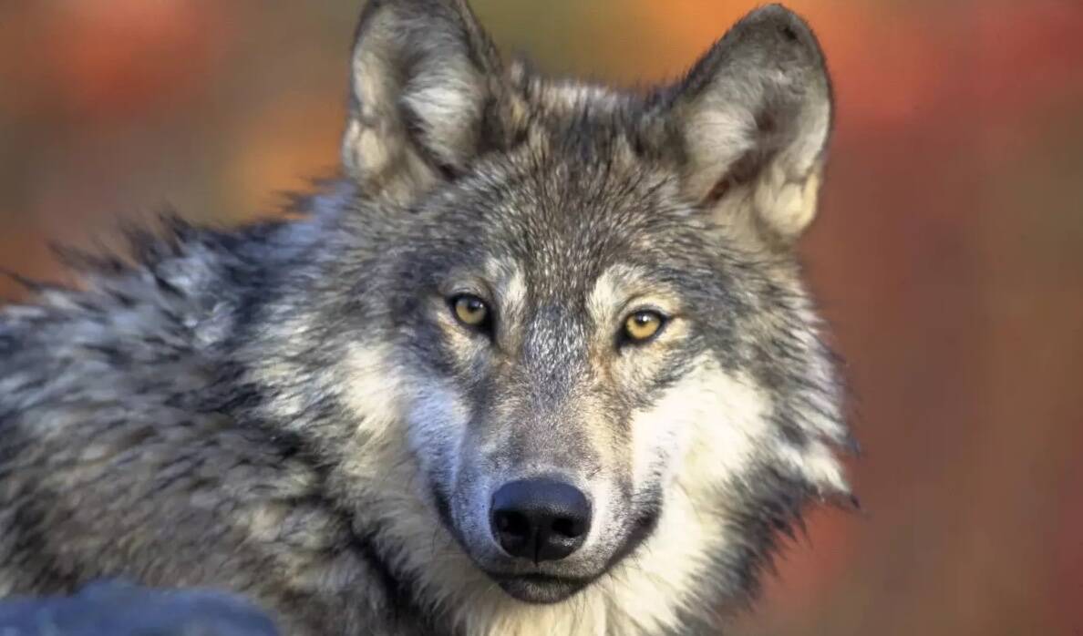 Gary Kramer/U.S. Fish and Wildlife Service
A gray wolf.