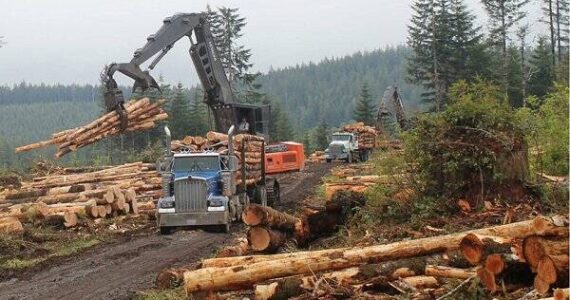 Logging operations on public land in Washington state. (Washington State Department of Natural Resources)