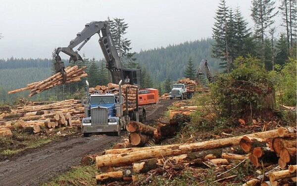 Logging operations on public land in Washington state. (Washington State Department of Natural Resources)