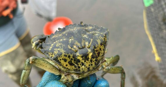 A European green crab captured in Grays Harbor during July 2024. (Washington Department of Fish and Wildlife)