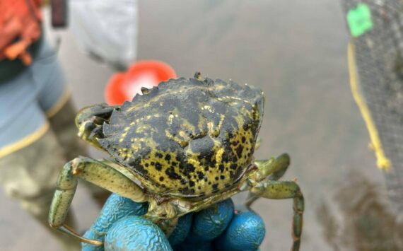 A European green crab captured in Grays Harbor during July 2024. (Washington Department of Fish and Wildlife)