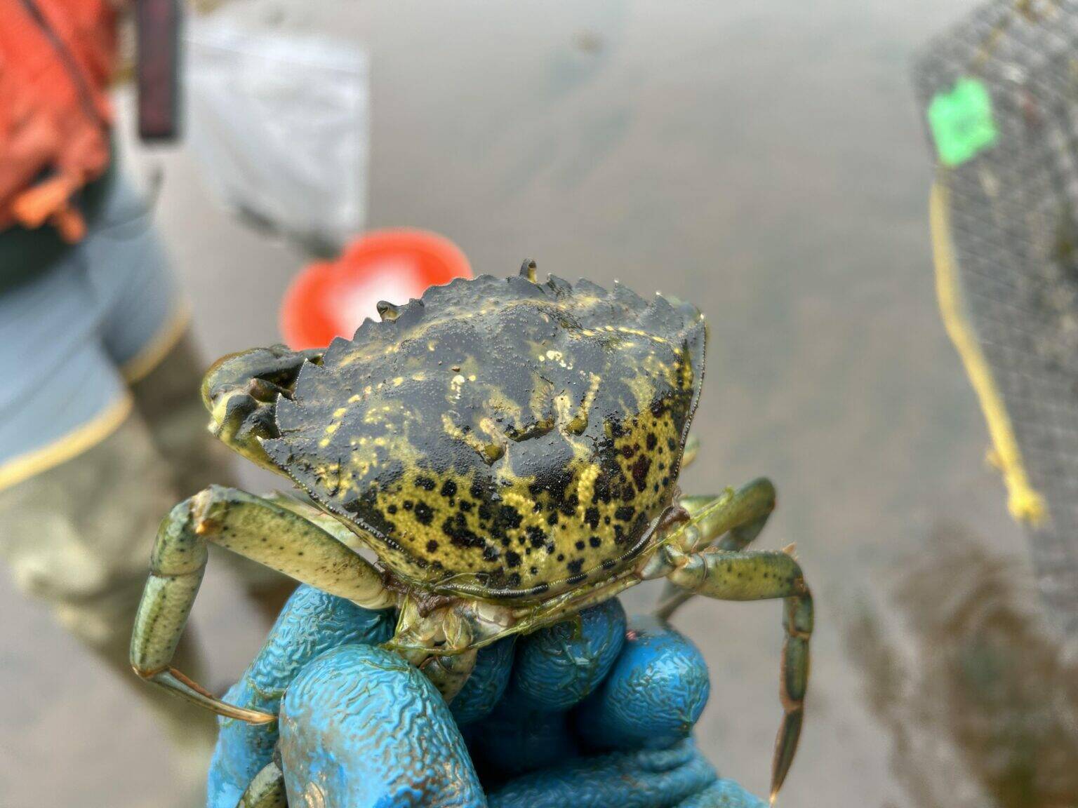 A European green crab captured in Grays Harbor during July 2024. (Washington Department of Fish and Wildlife)