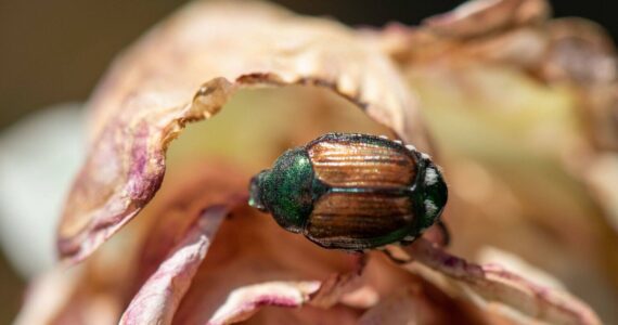 Washington State Department of Agriculture
A Japanese beetle in the Grandview area in 2021.