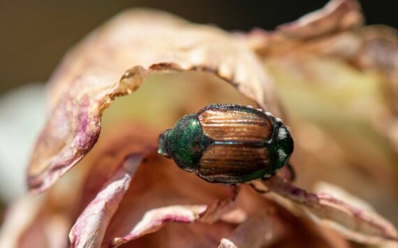 Washington State Department of Agriculture
A Japanese beetle in the Grandview area in 2021.