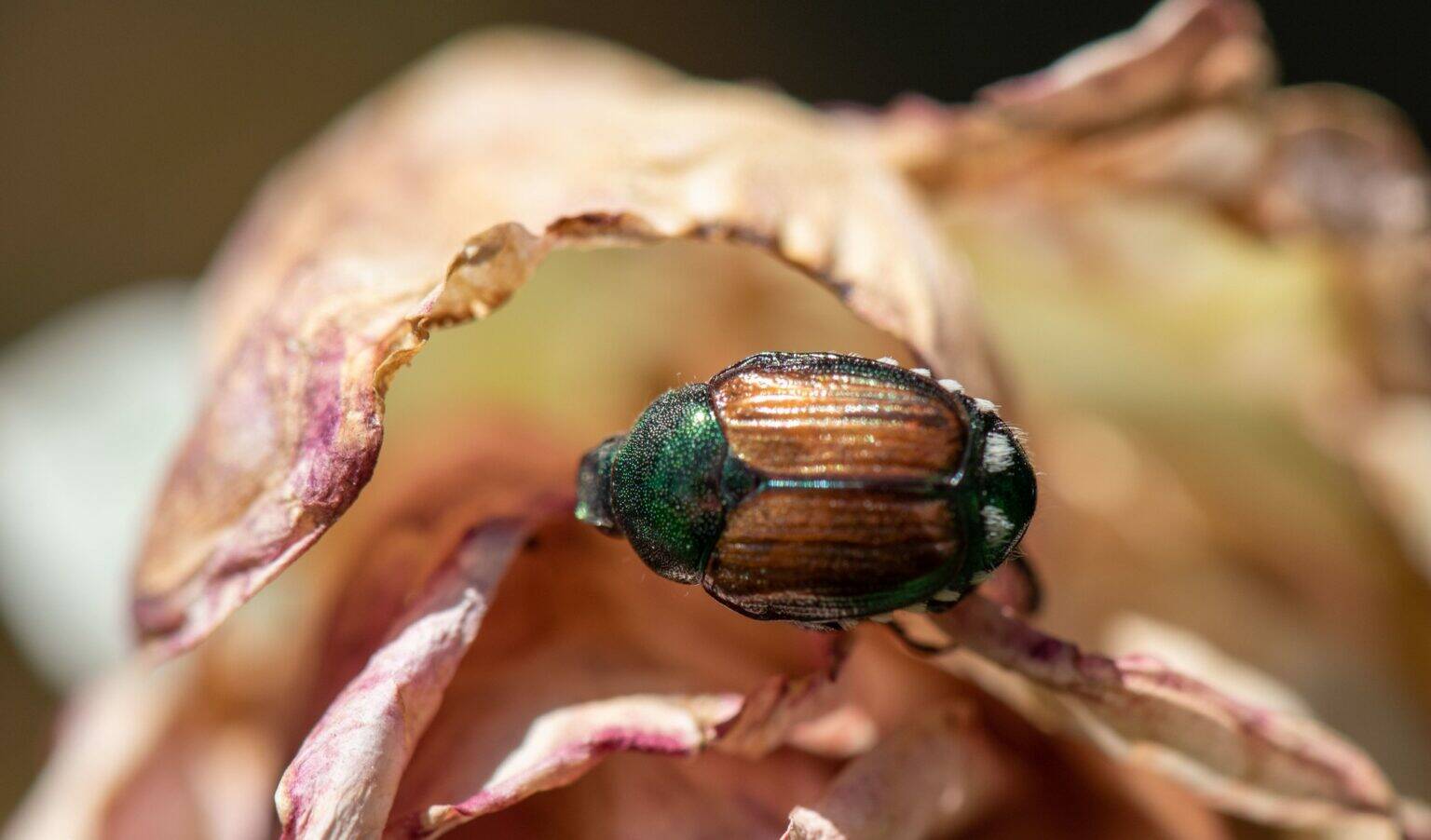 Washington State Department of Agriculture
A Japanese beetle in the Grandview area in 2021.